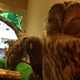 Illustration for article titled Who Thinks Japan's Owl Cafes Are a Hoot?